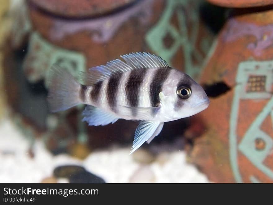 6 Banded Frontosa Cichlid (Cyphotilapia Frontosa)