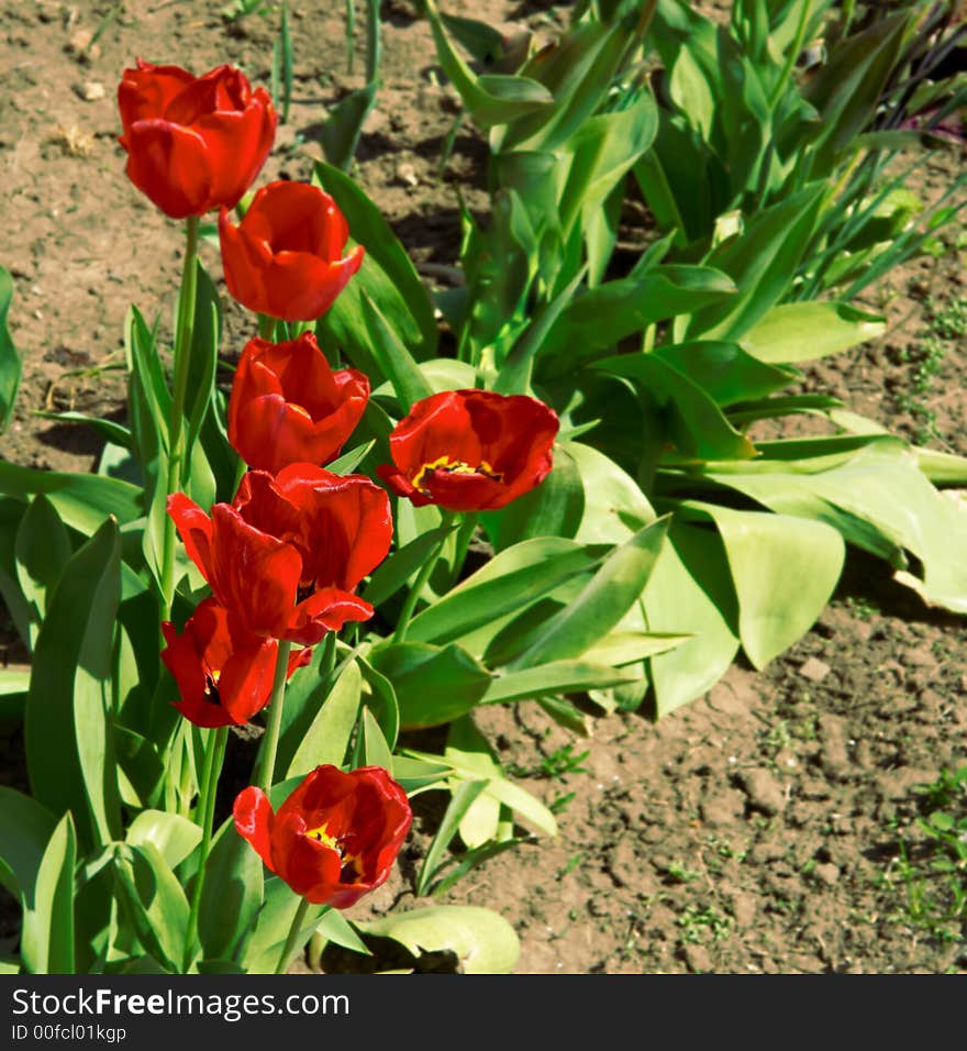 Tulips