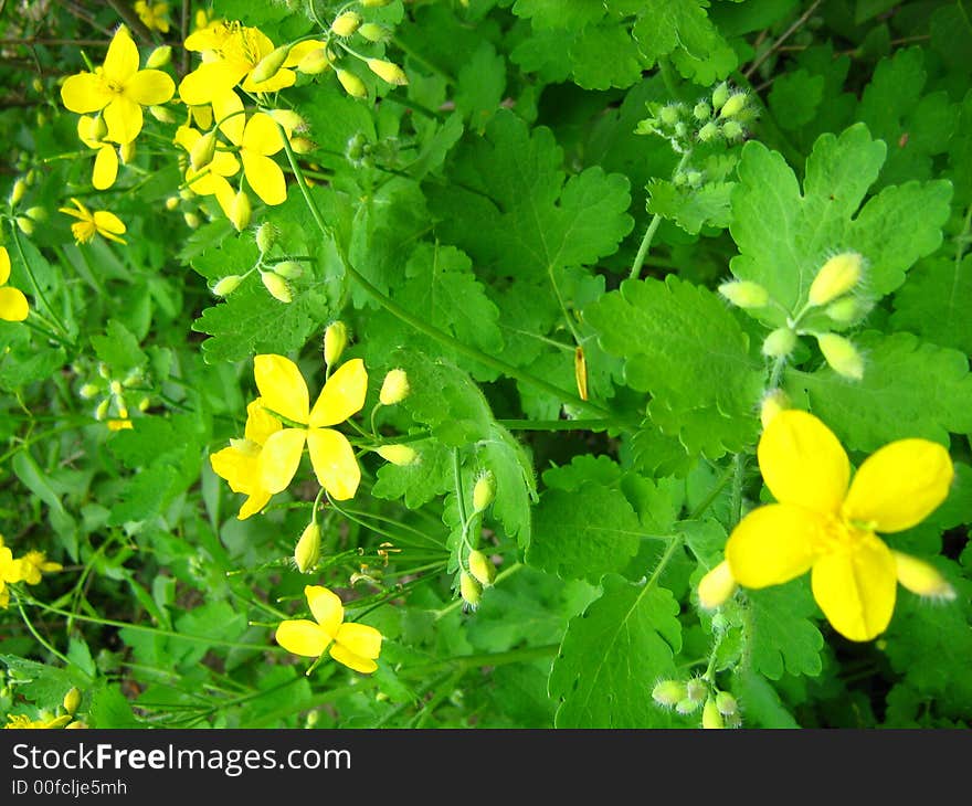 Flower, nature, green, life, plant, herb, petal, wallpaper, leaf, summer,. Flower, nature, green, life, plant, herb, petal, wallpaper, leaf, summer,