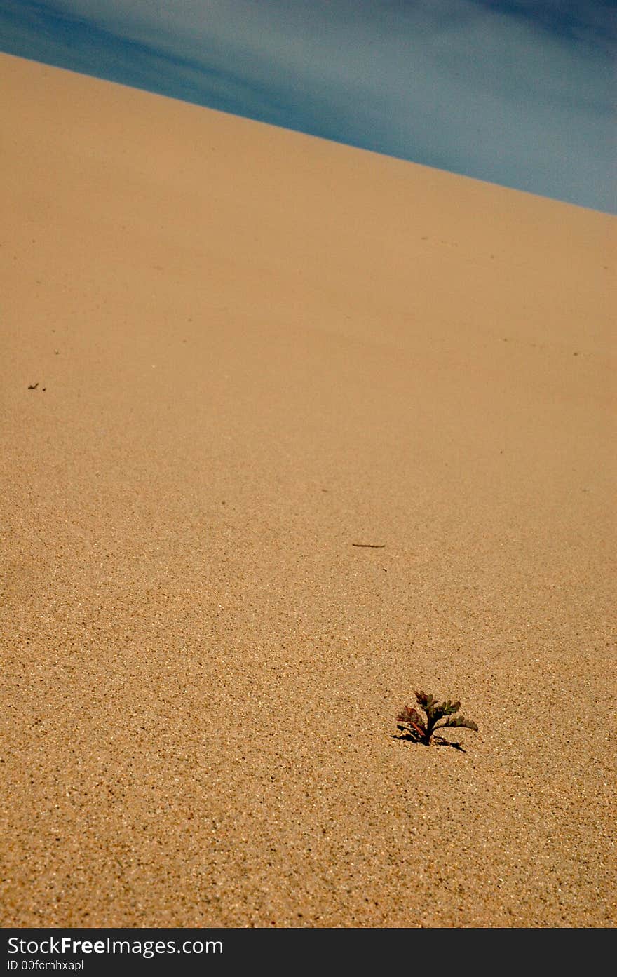 Lone plant on dune face. Lone plant on dune face