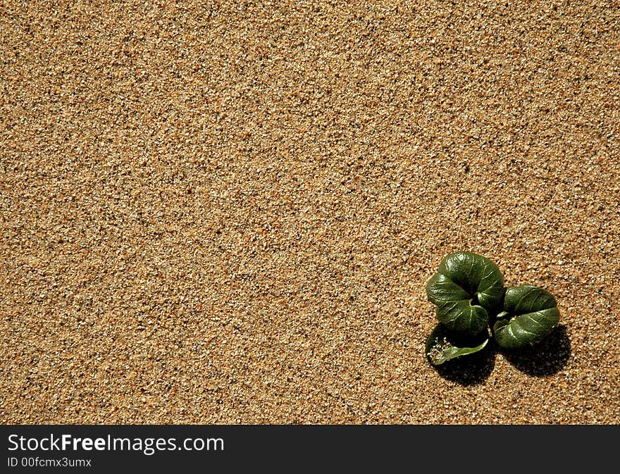 Sand leaves