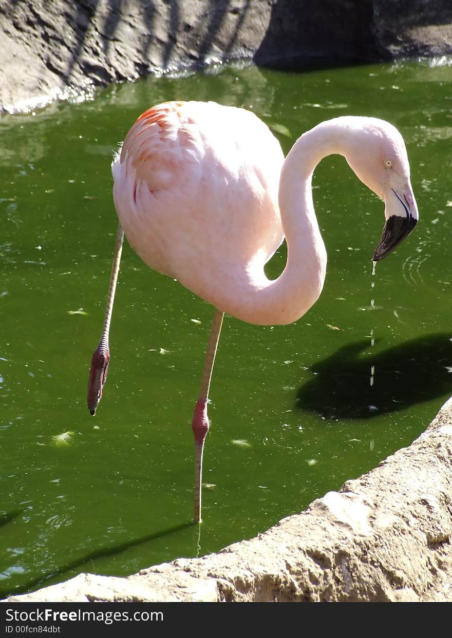 Flamingo