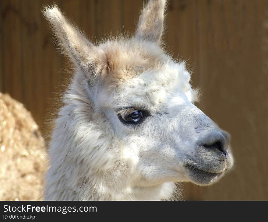 Llama