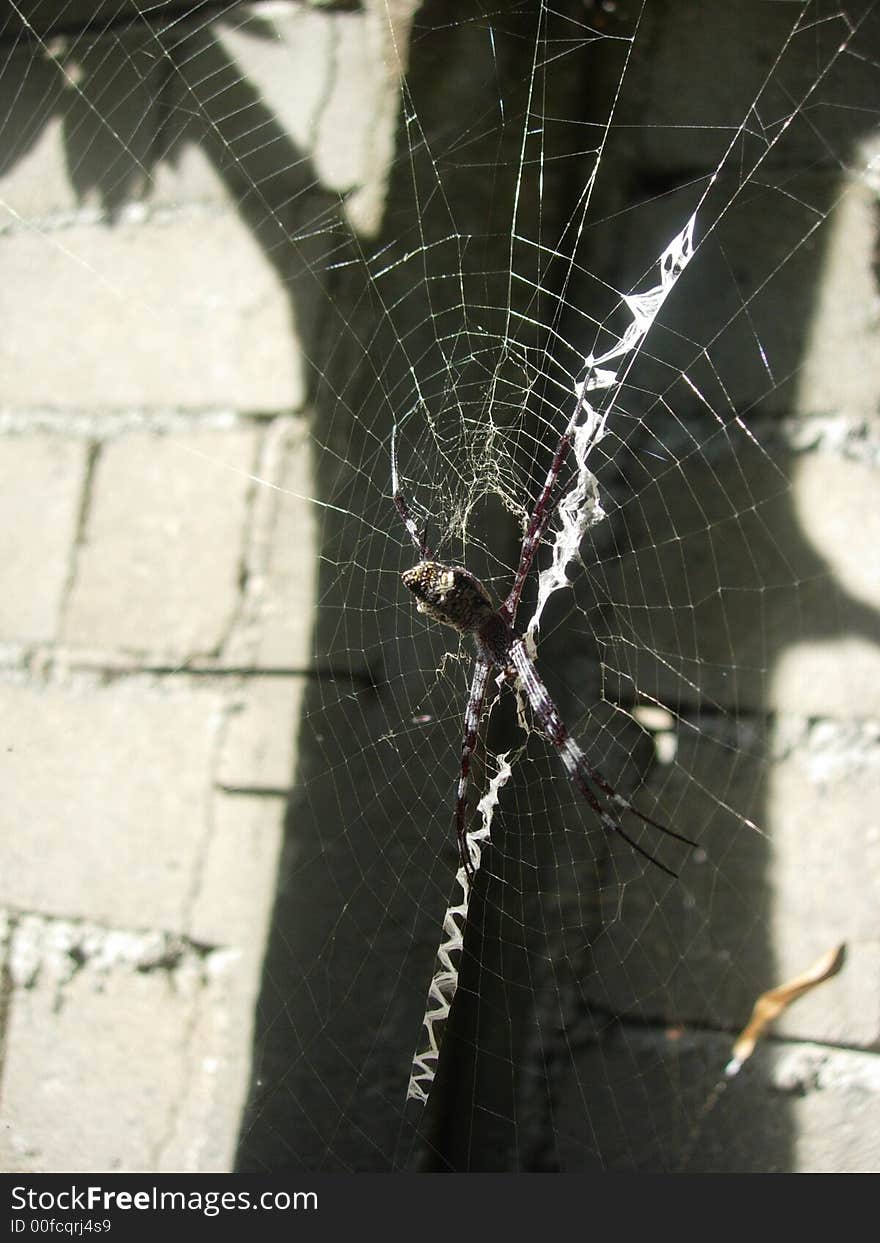 The web attracts insects- and man, as well