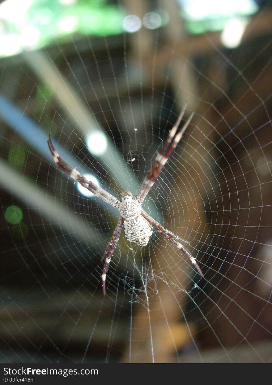 One of the many spiders in the backyard