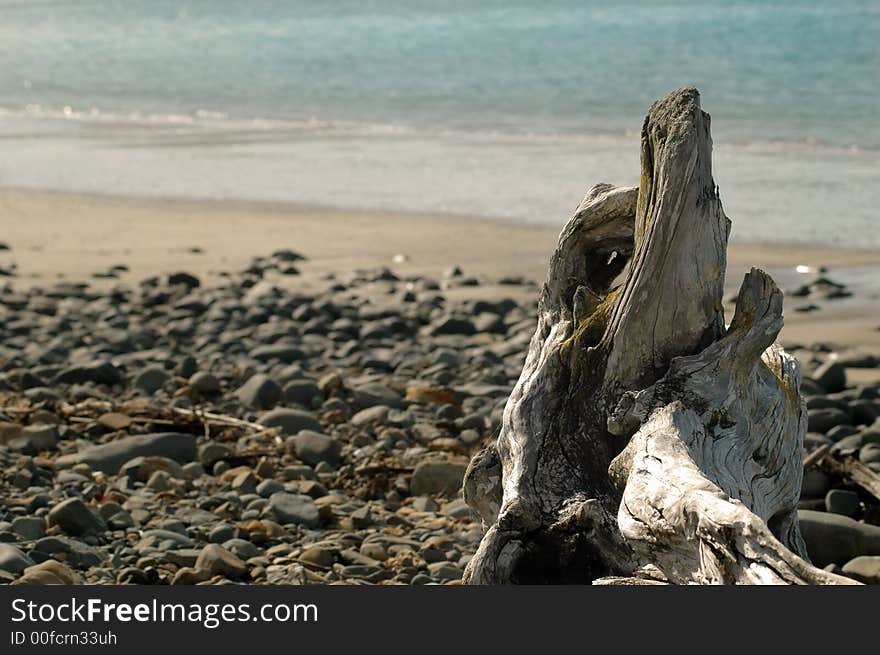 Tree stump/ driftwood on rocky coastal beach. Tree stump/ driftwood on rocky coastal beach