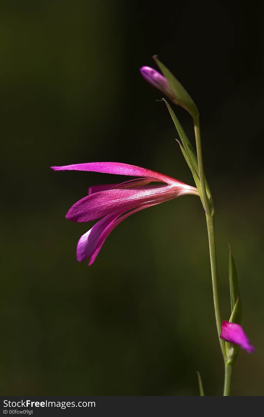 Spring flower in the meadow of the sicilian hinterland