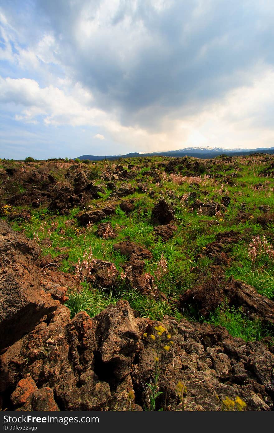 Old lava from the Etna volcano in sicily with evergreens and flowers under an impressive sky. Old lava from the Etna volcano in sicily with evergreens and flowers under an impressive sky