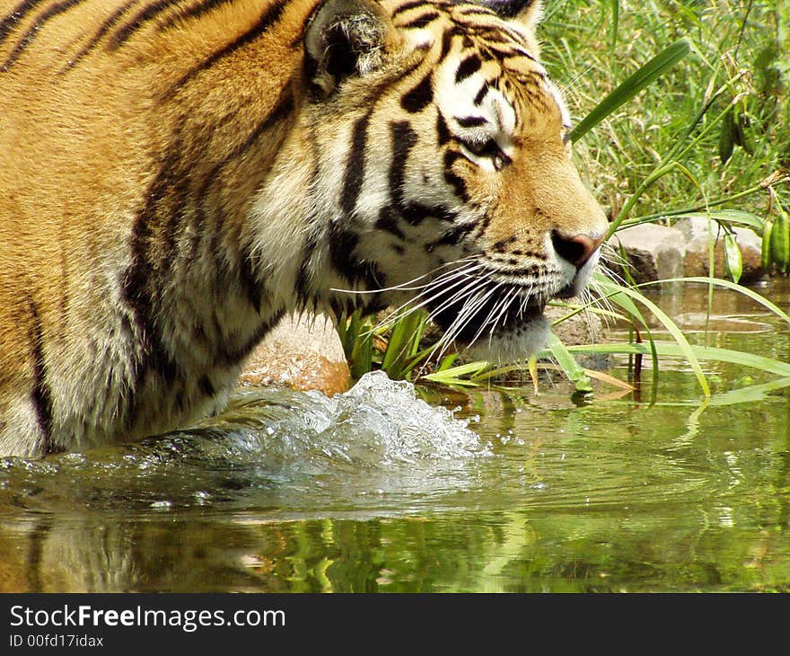 Tiger cools down in the water on a hot and sunny day