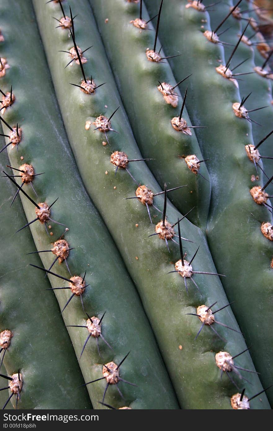 Texture of a green cactus