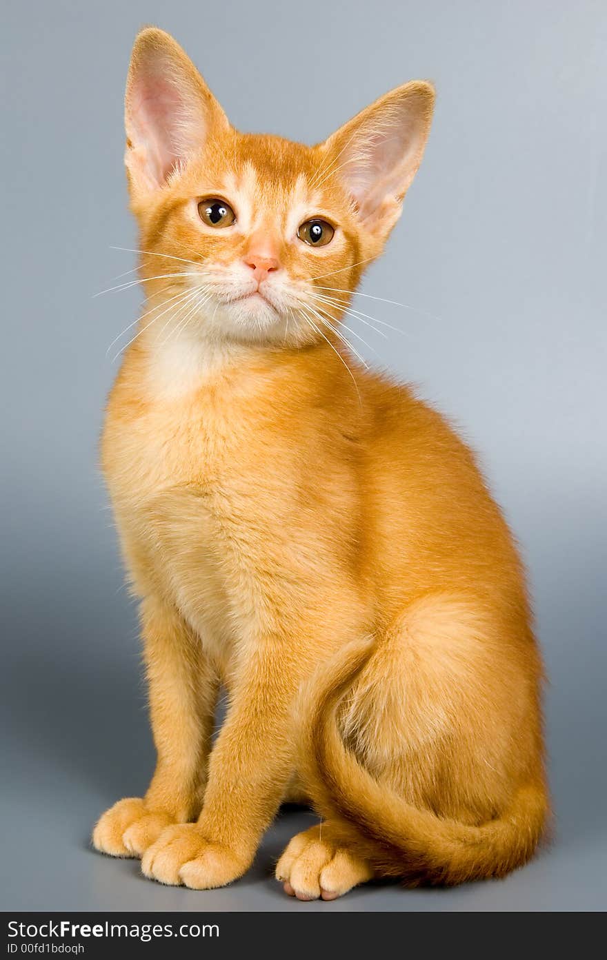 Kitten whom the first time poses in studio. Kitten whom the first time poses in studio