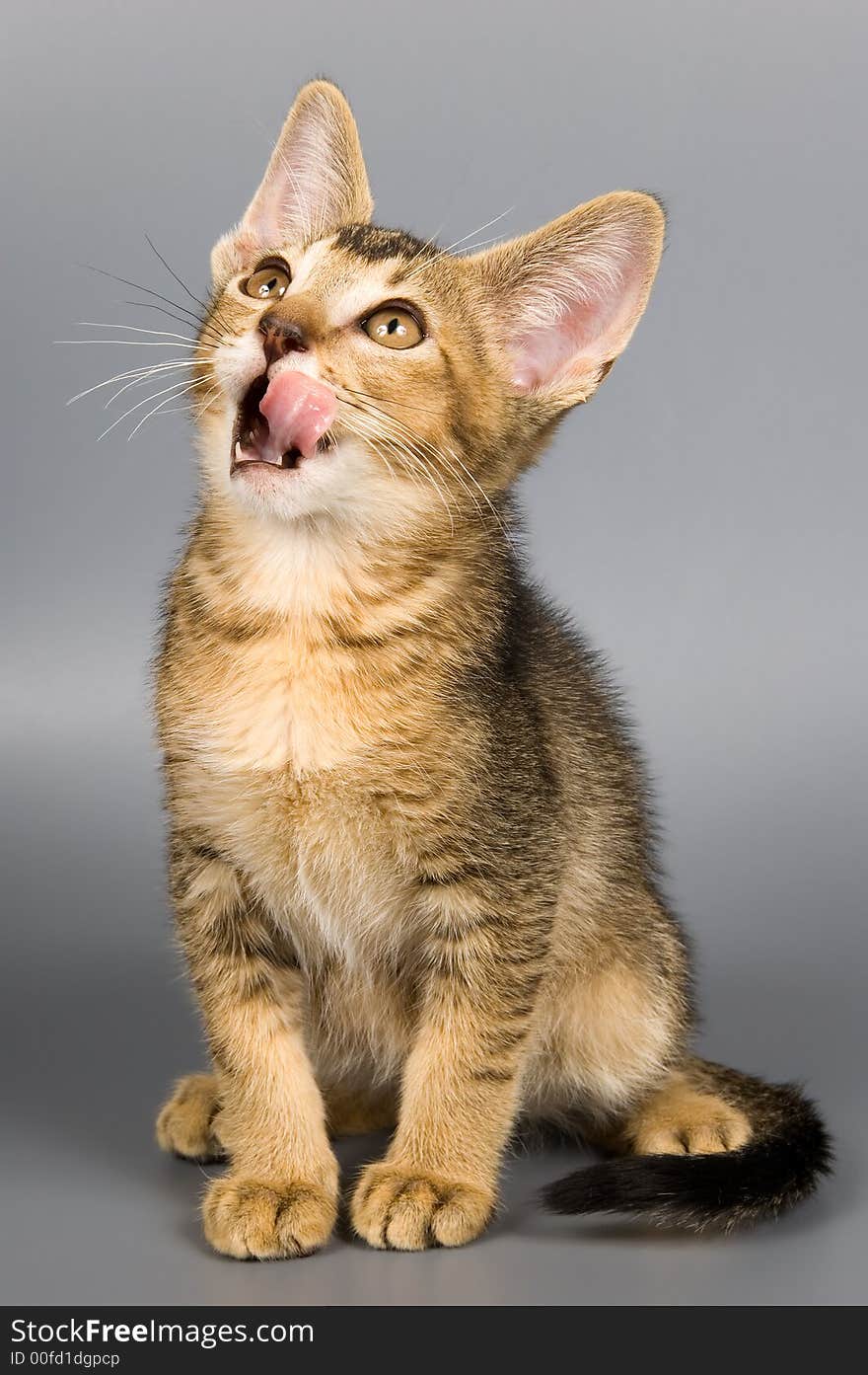 Kitten in studio