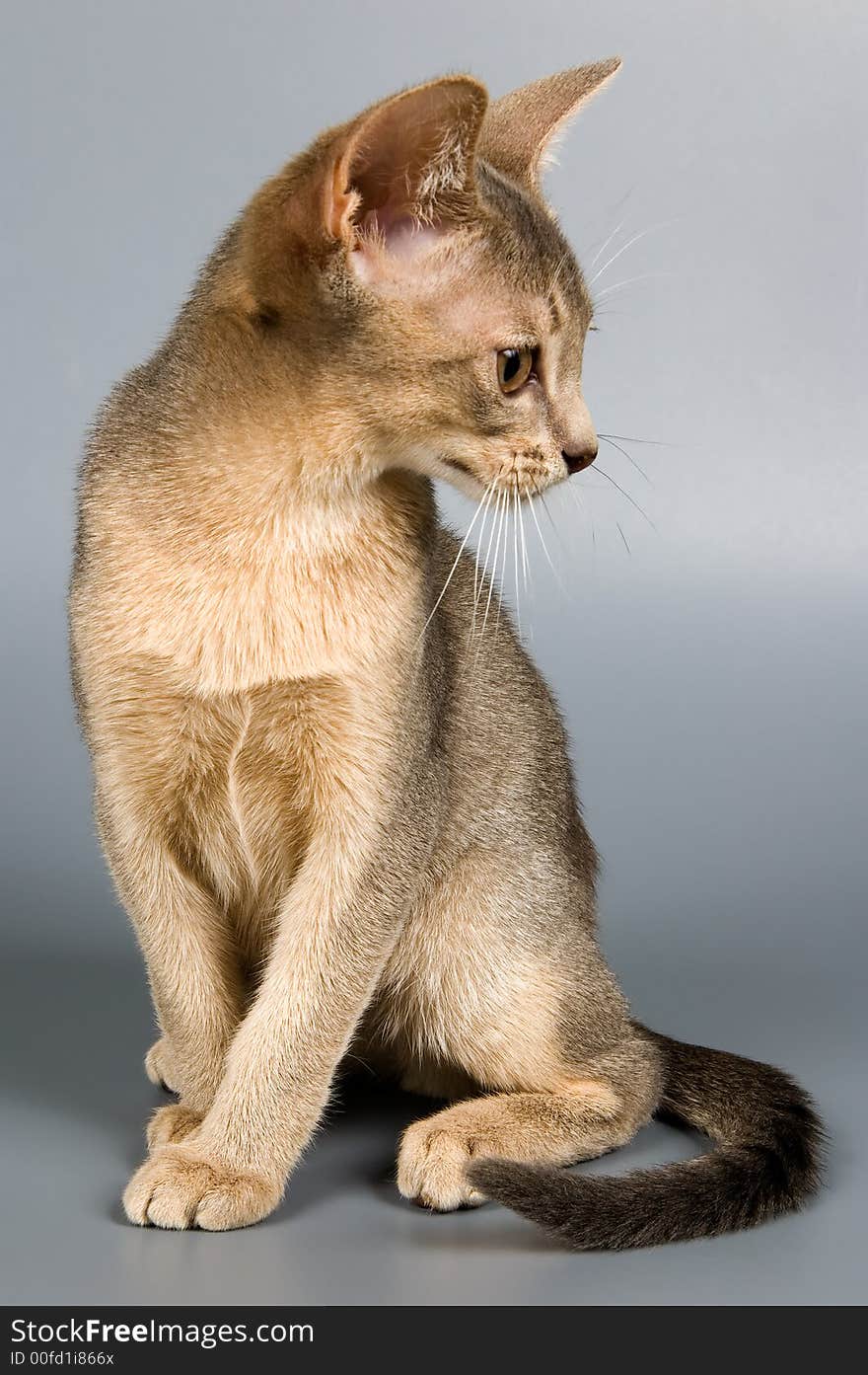 Kitten whom the first time poses in studio. Kitten whom the first time poses in studio