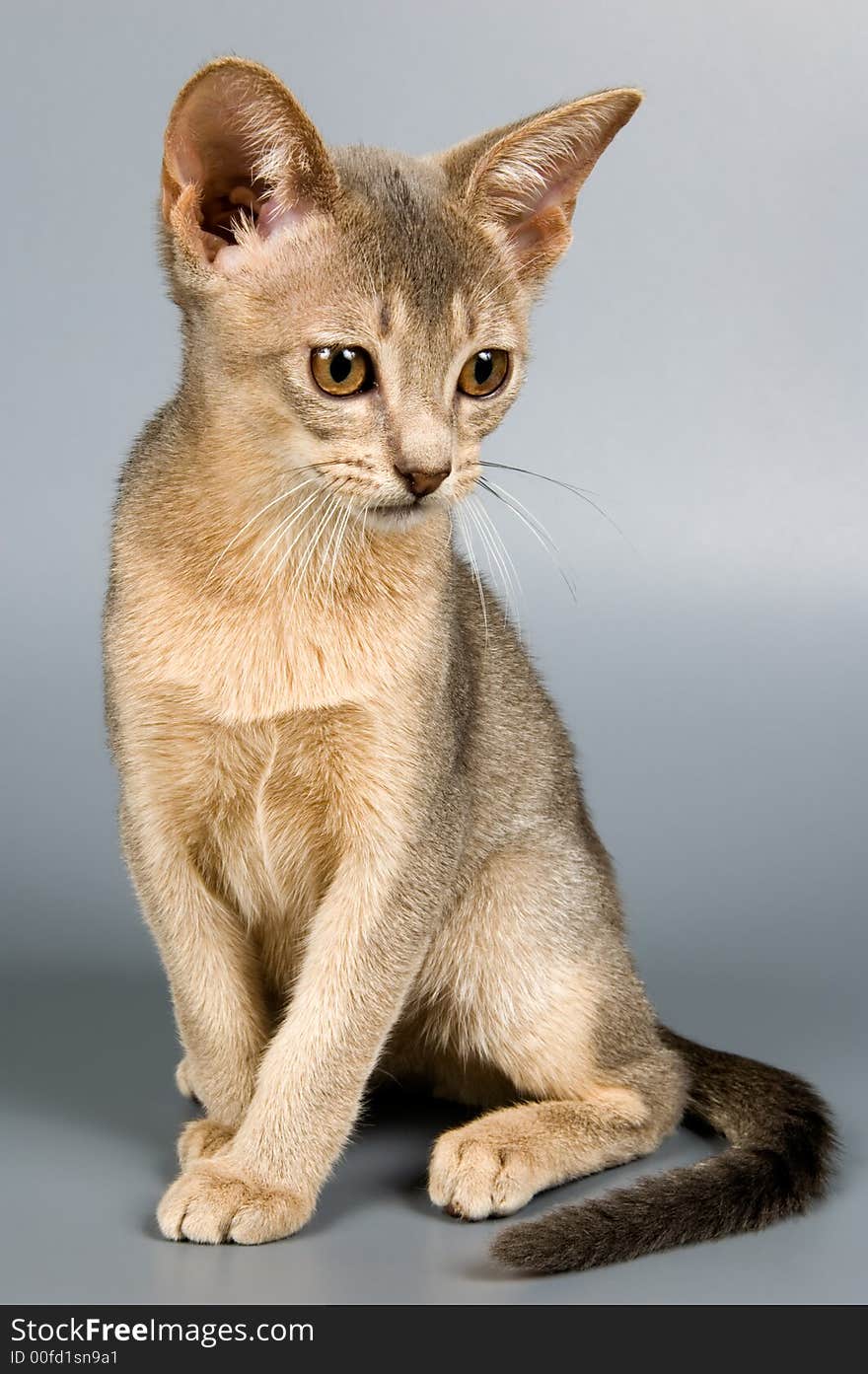 Kitten in studio