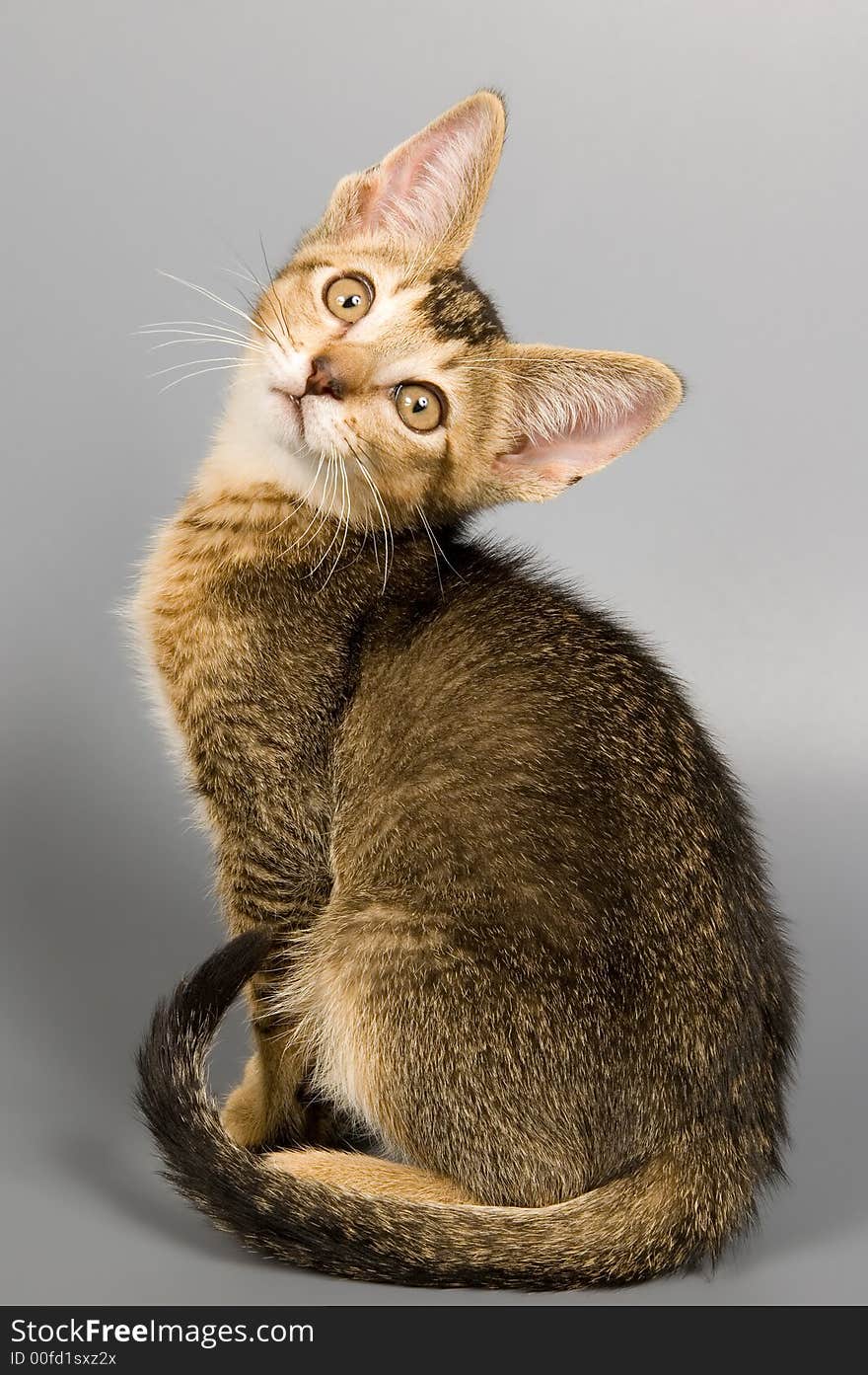 Kitten whom the first time poses in studio. Kitten whom the first time poses in studio