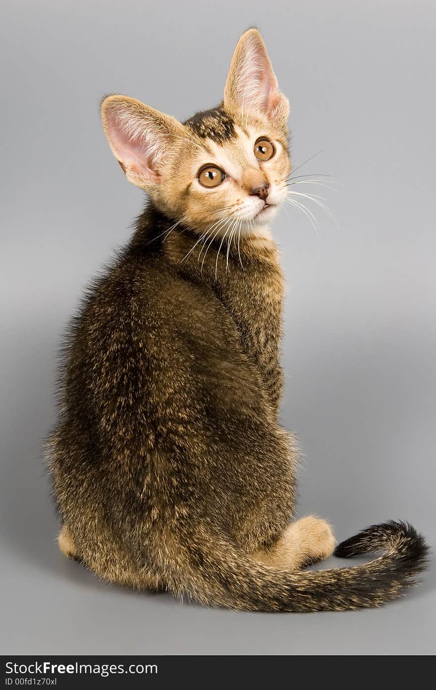 Kitten whom the first time poses in studio. Kitten whom the first time poses in studio