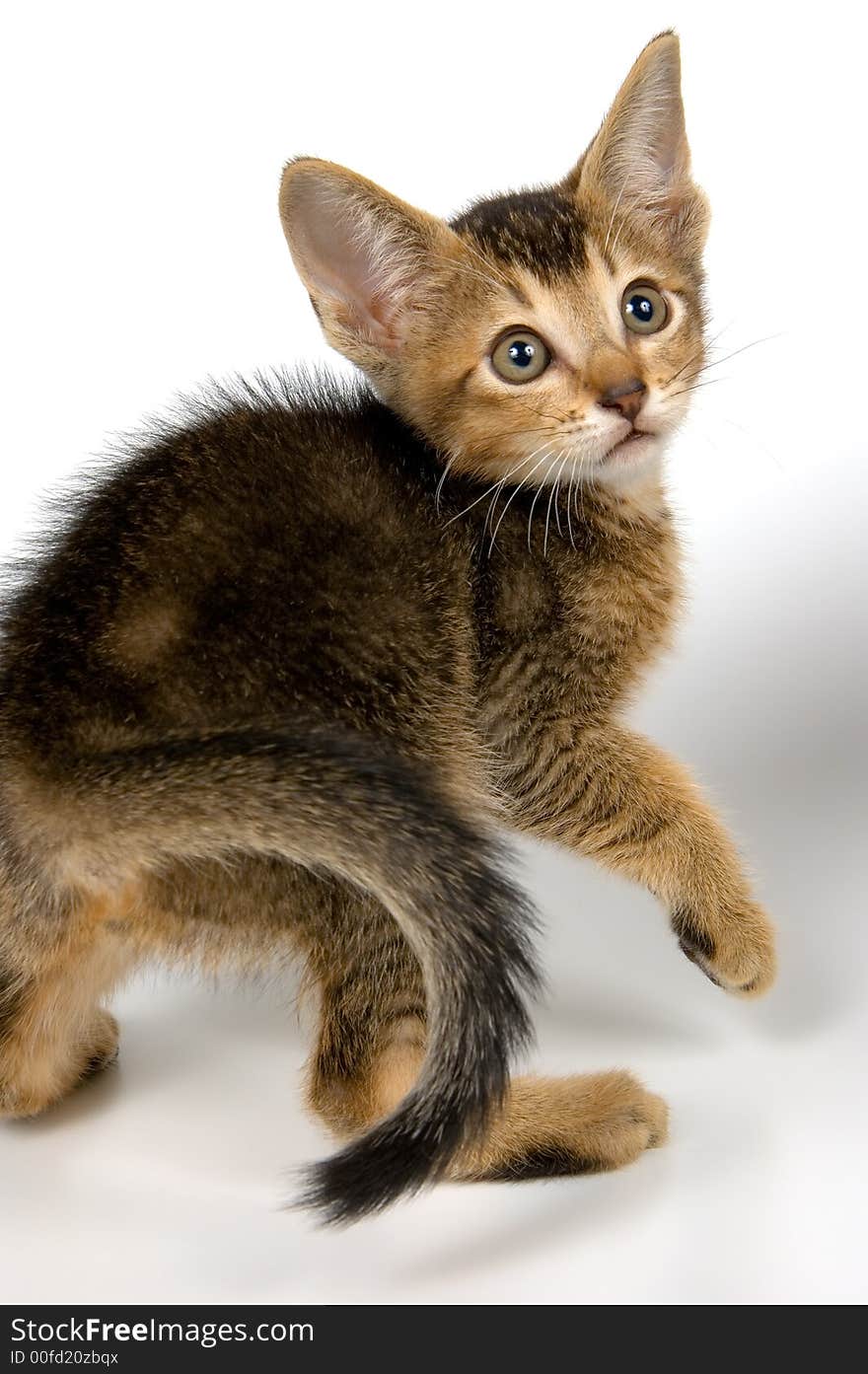 Kitten whom the first time poses in studio. Kitten whom the first time poses in studio