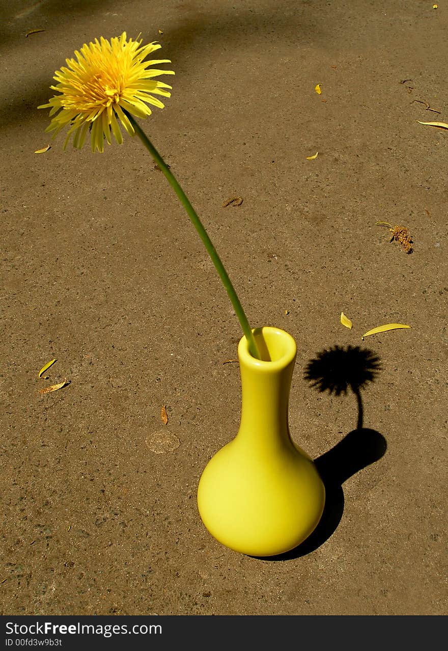 Yellow Flower In Vase, background, asphalt, dandelion, shadow, beautiful,