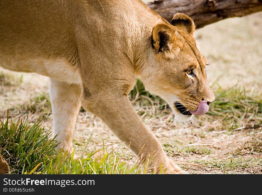 A single lioness walking and showing the tongue.