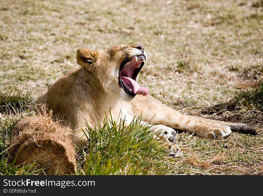 Female lion yawning while laying on the grass.