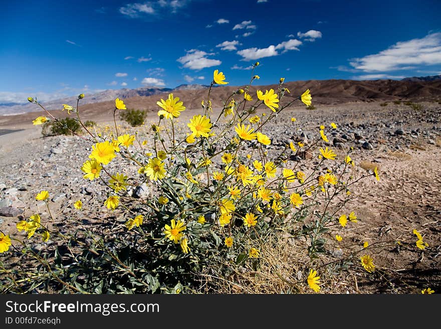 Desert sunflower