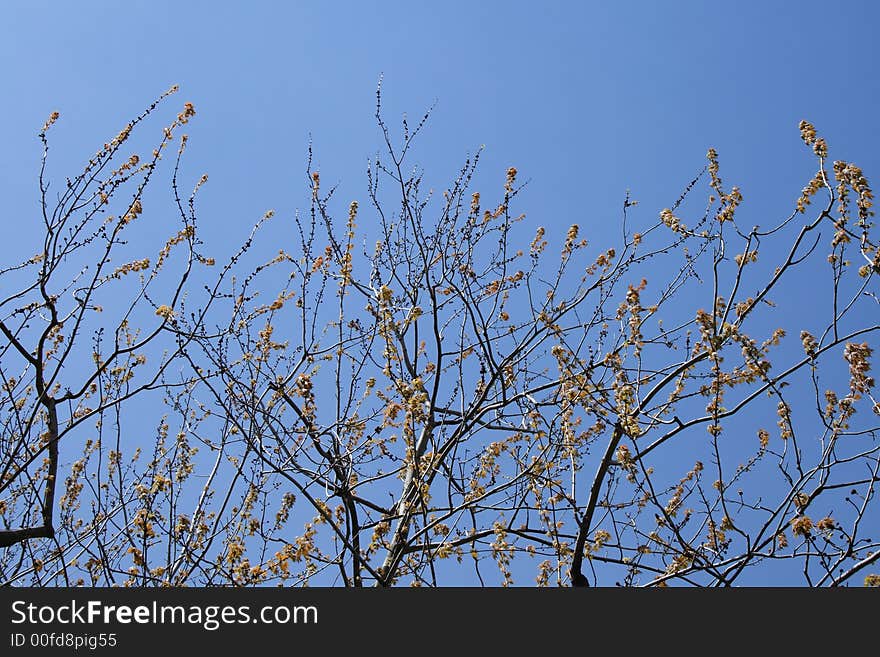 Spring - tree brunches with buds and young leaves.