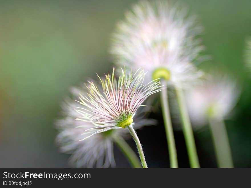 Pasque-flower on green background, close-up. Pasque-flower on green background, close-up