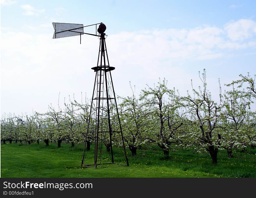 Apple tree flower blossom