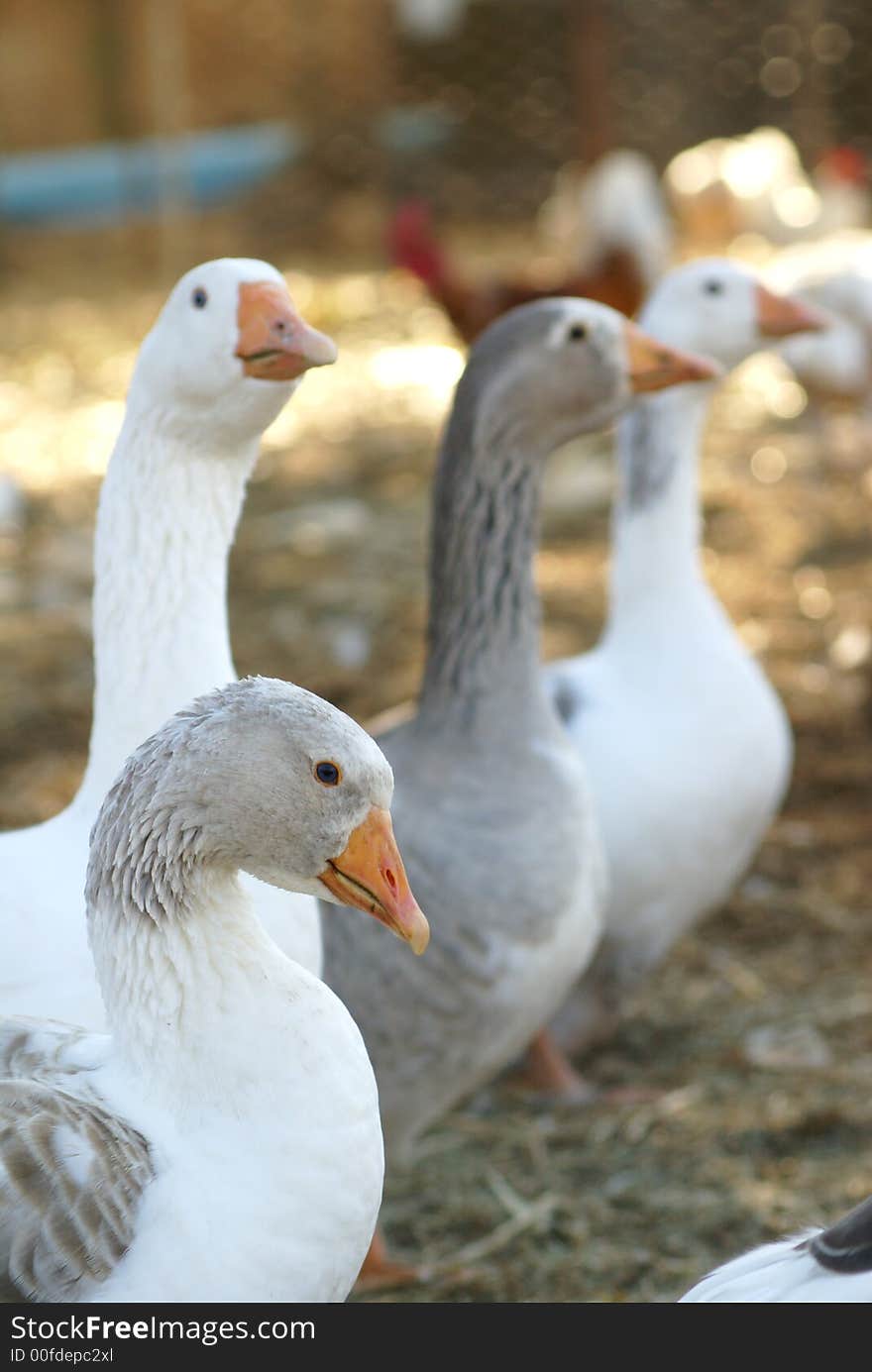 Curious Geese