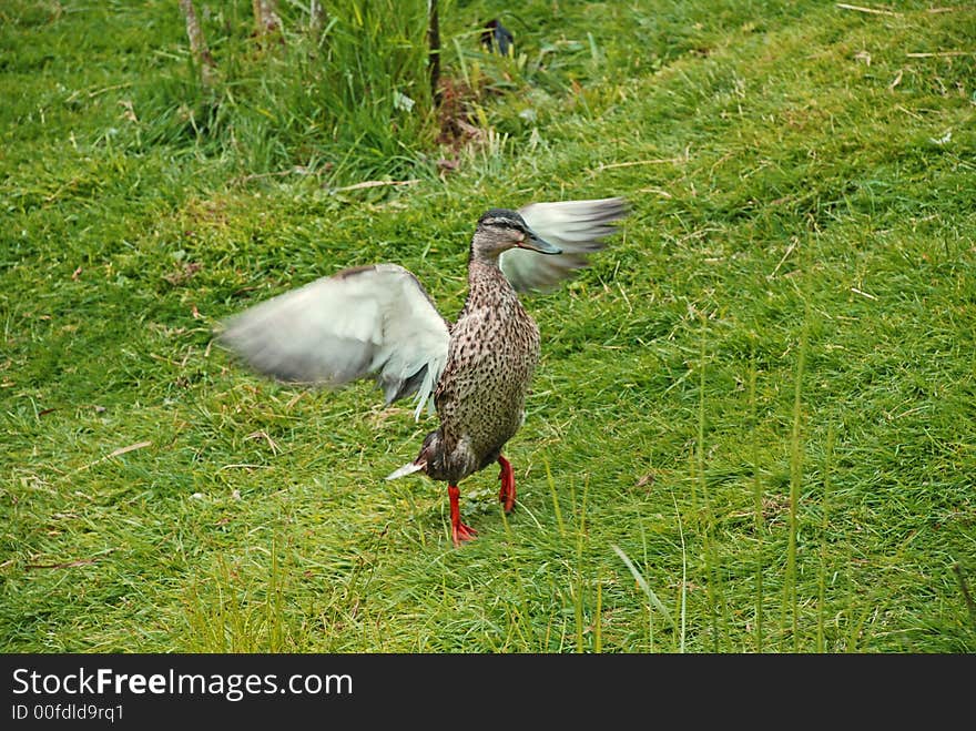 Duck beginning to fly away. Duck beginning to fly away