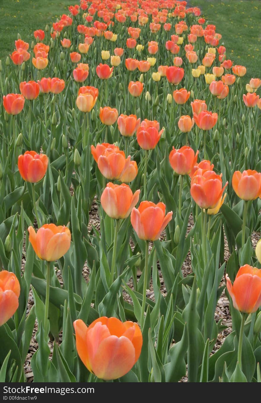 Orange Tulips path in garden. Orange Tulips path in garden