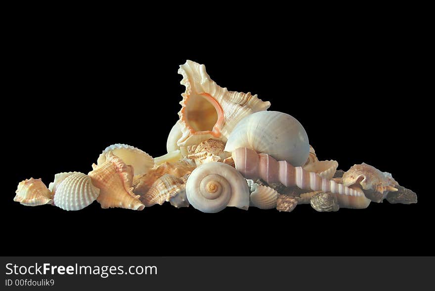 Composition of sea cockleshells, mollusks. clipping path
On a black background. Composition of sea cockleshells, mollusks. clipping path
On a black background