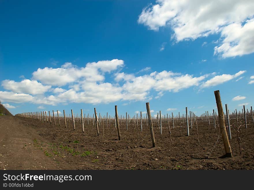 Young grape planting