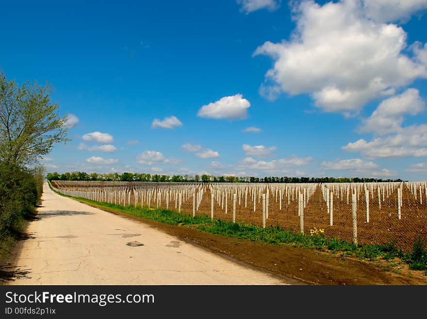 Young grape planting with cloudscape