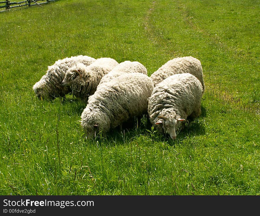 Sheeps