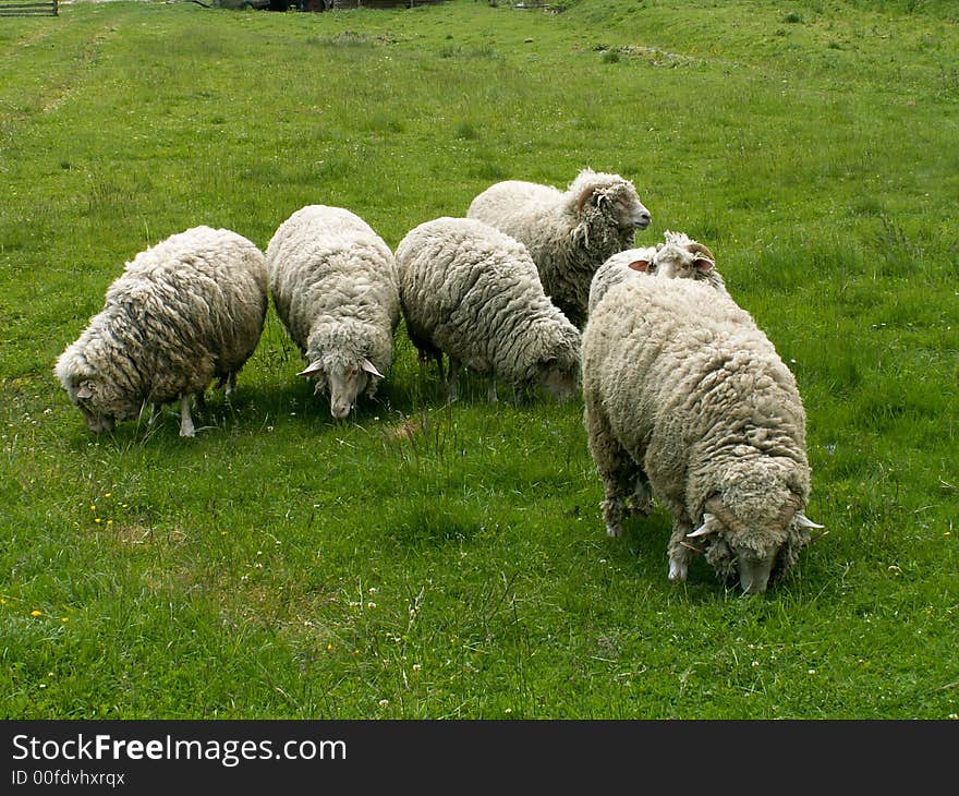 Sheeps