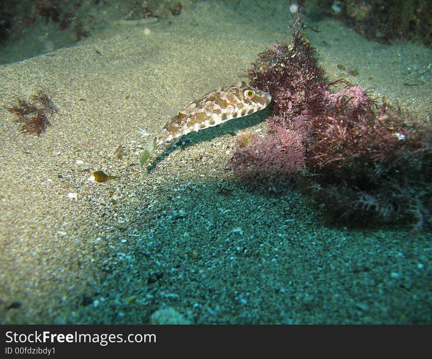 Puffer Fish