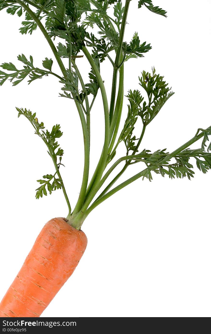 Carrot isolated over white background. Carrot isolated over white background