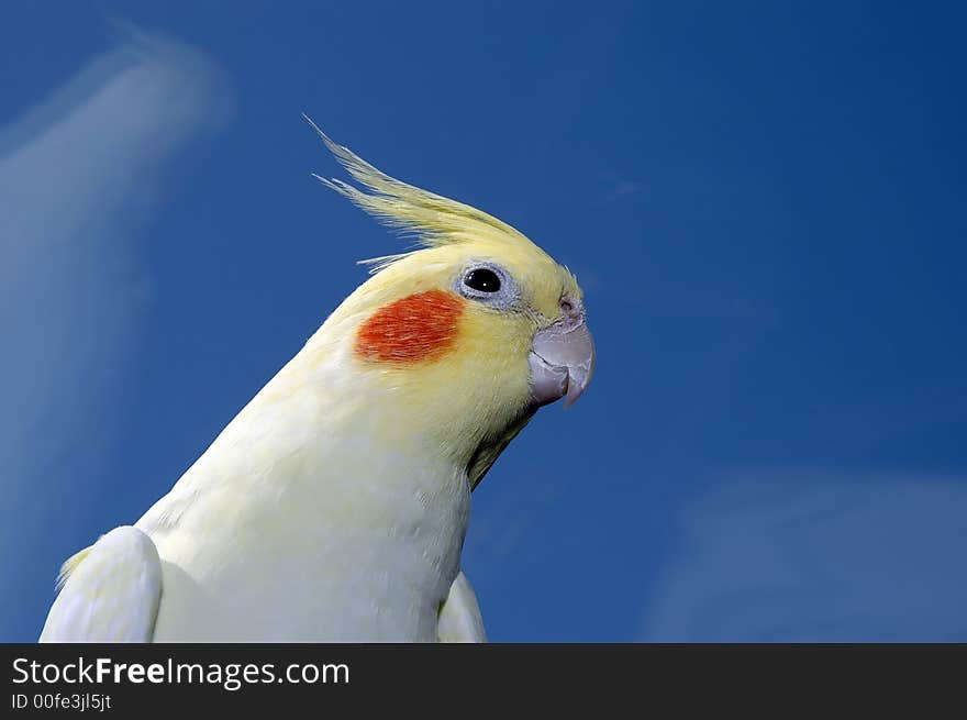 Lutino cockatiel