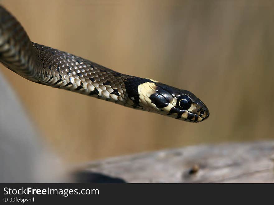 Grass snake