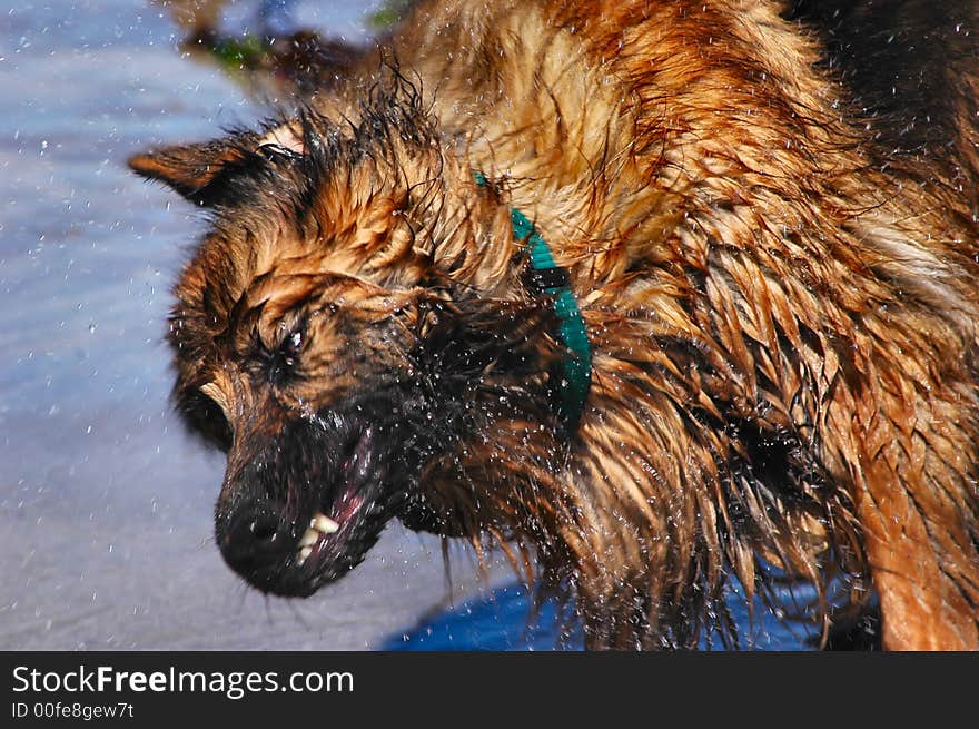 A very wet german shepherd shaking after a swim in the ocean. A very wet german shepherd shaking after a swim in the ocean