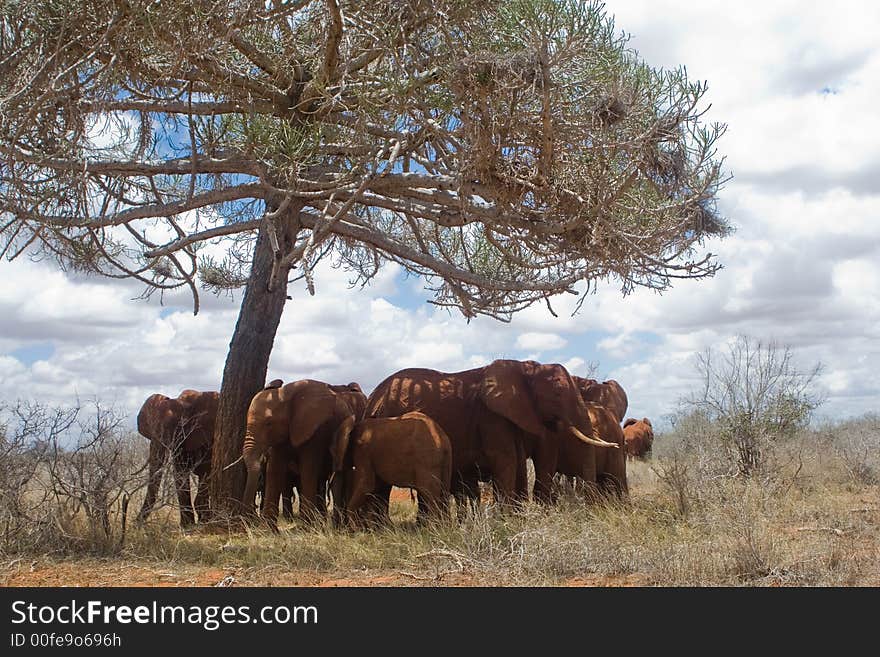 Elephant Herd