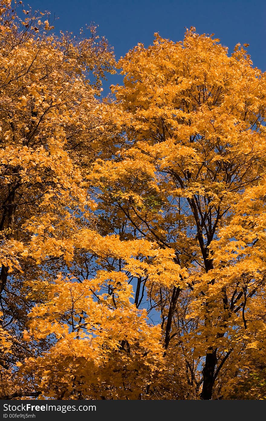 Orange Autumn Maples