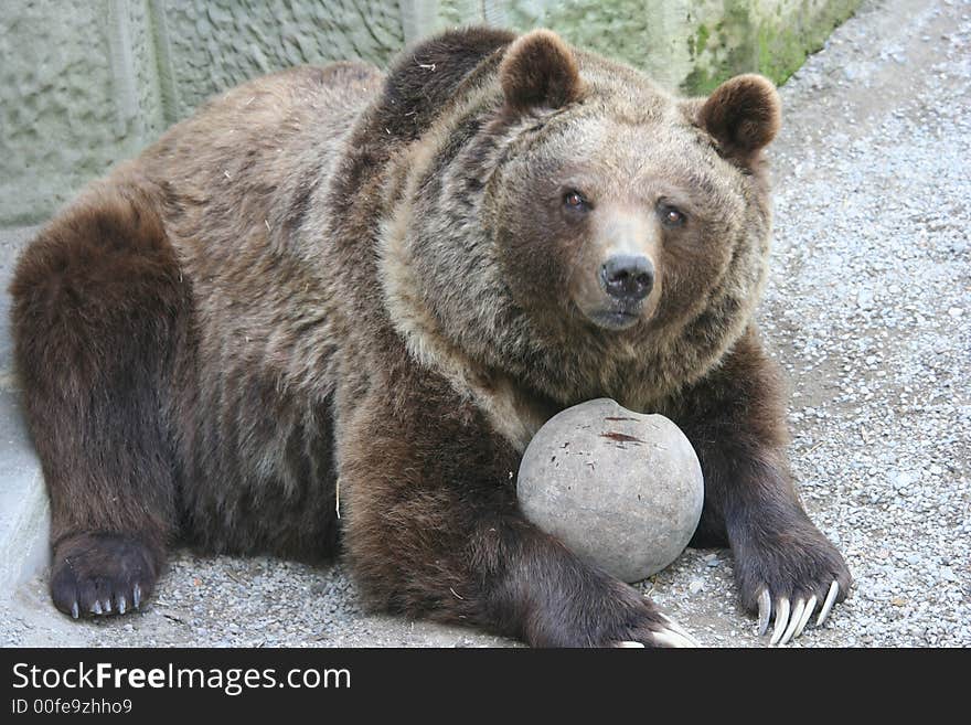 A brown bear