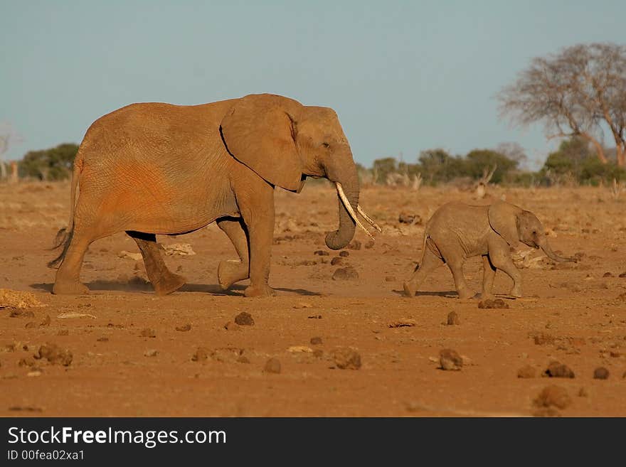 African elephant female and baby walking through semi-arid savanna at sunset. African elephant female and baby walking through semi-arid savanna at sunset