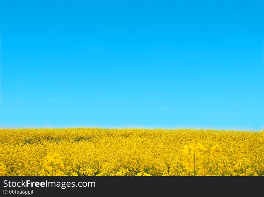 Yellow field