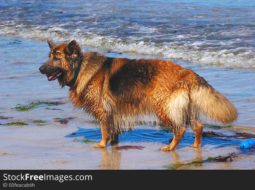 A happy german shepherd retrieving her toy from the sea on a sunny day. A happy german shepherd retrieving her toy from the sea on a sunny day.