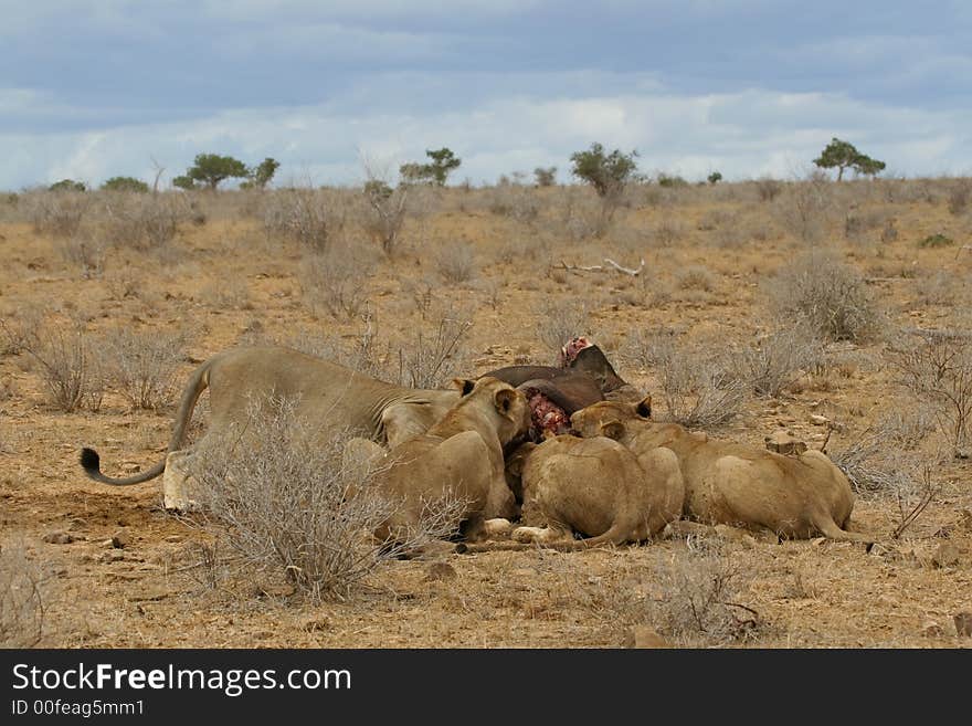 Pride of maneless Tsavo lions feasting on buffalo carcass in semi-arid savanna, Tsavo National Park, Kenya. Pride of maneless Tsavo lions feasting on buffalo carcass in semi-arid savanna, Tsavo National Park, Kenya