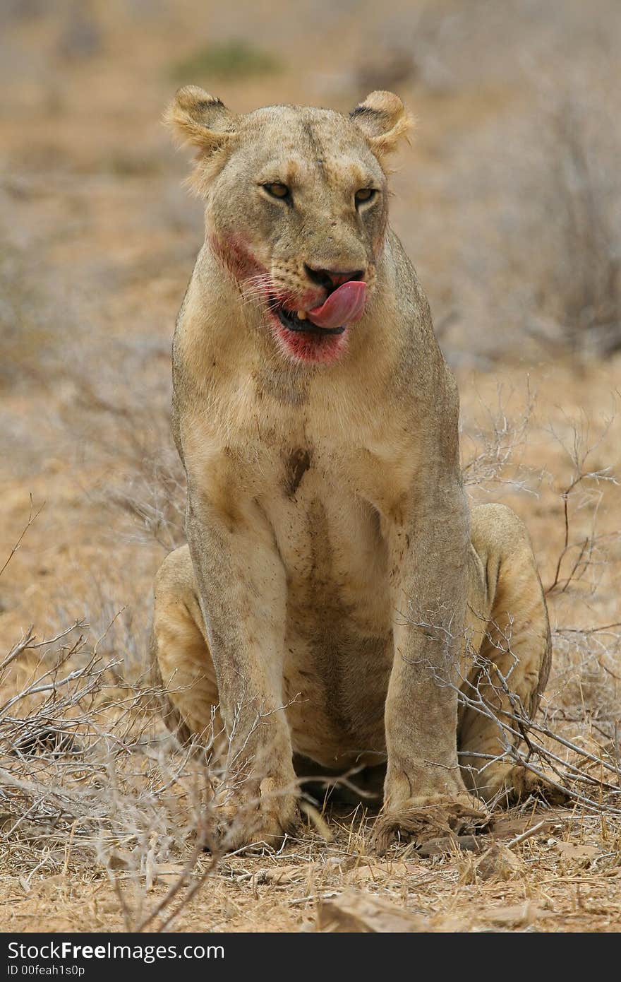 Portrait of lion licking blood from its mouth after having feasted on fresh kill. Portrait of lion licking blood from its mouth after having feasted on fresh kill