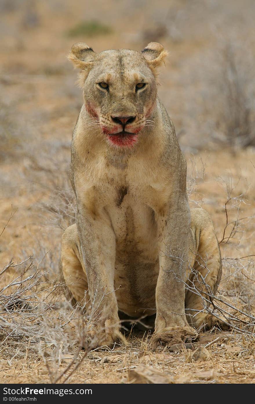 Portrait of lion after tasting blood, Tsavo National Park, Kenya. Portrait of lion after tasting blood, Tsavo National Park, Kenya